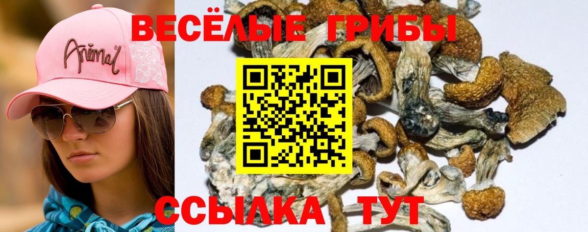 купить наркотики сайты  Галлюциногенные грибы ЛСД  Галлюциногенные грибы Psilocybine cubensis  Вход с VPN  Орёл 